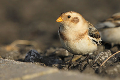 Snow Bunting