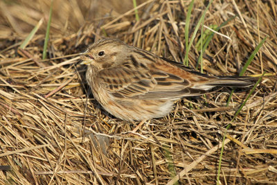 Pine Bunting