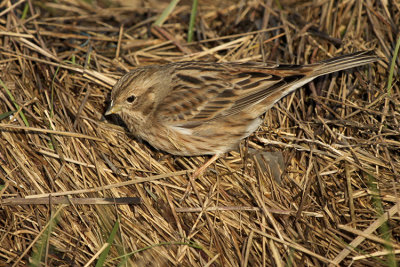 Pine Bunting
