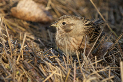 Pine Bunting