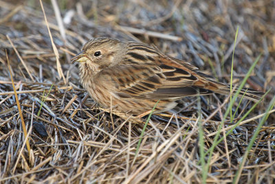 Pine Bunting