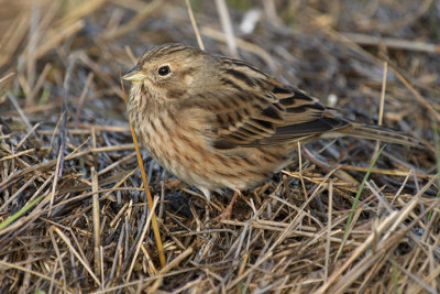 Pine Bunting