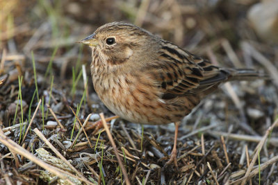 Pine Bunting