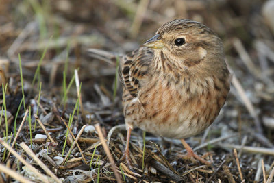 Pine Bunting