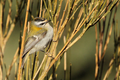 Common Firecrest
