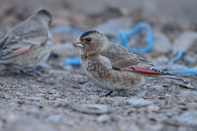 African Crimson-winged Finch