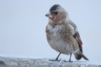 African Crimson-winged Finch