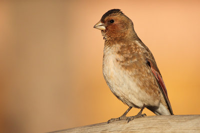 African Crimson-winged Finch