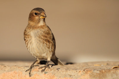 African Crimson-winged Finch