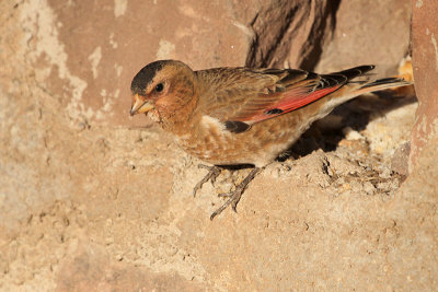 African Crimson-winged Finch