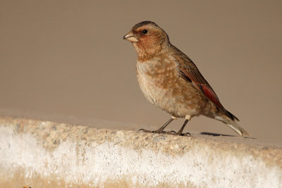 African Crimson-winged Finch