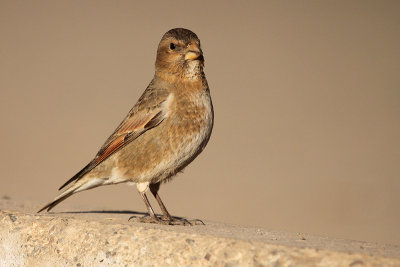 African Crimson-winged Finch