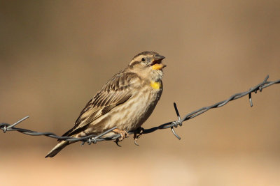 Rock Sparrow