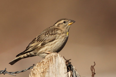 Rock Sparrow