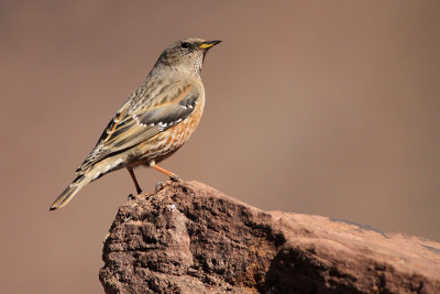 Alpine Accentor