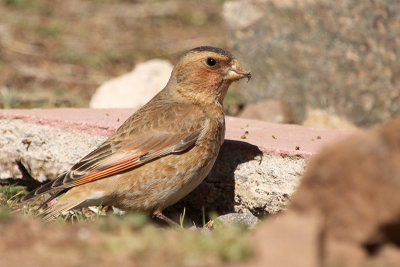 African Crimson-winged Finch