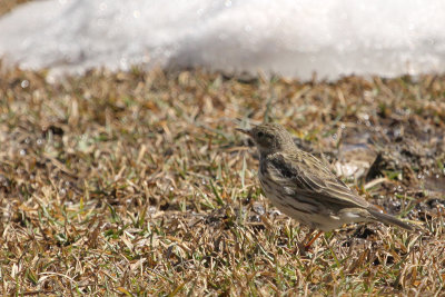 Meadow Pipit