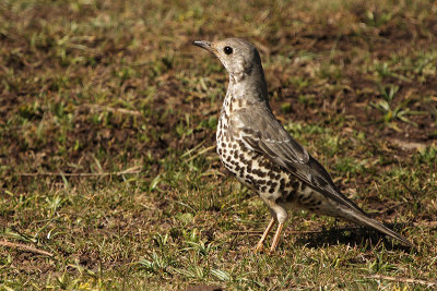 Mistle Thrush