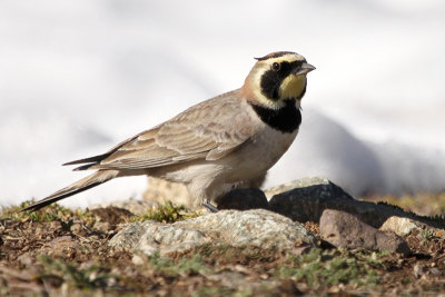 Horned Lark