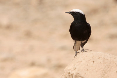 White-crowned Wheatear