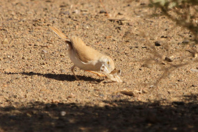 African Desert Warbler