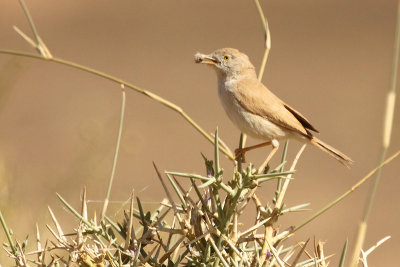 African Desert Warbler