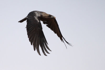 Brown-necked Raven