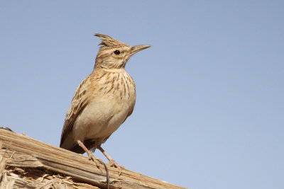 Maghreb Lark