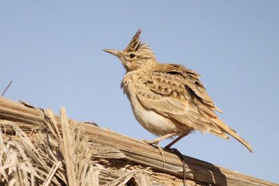 Maghreb Lark