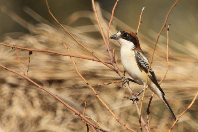 Woodchat Shrike