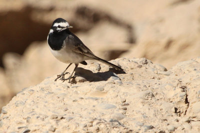 Moroccan Wagtail