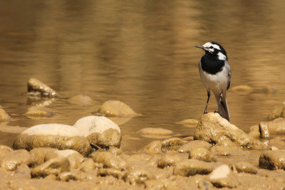 Moroccan Wagtail