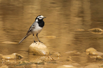 Moroccan Wagtail