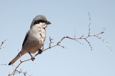 Southern Grey Shrike