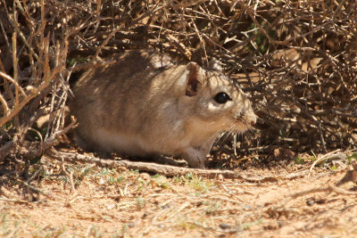Gerbil spec.