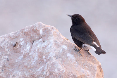 Black Wheatear