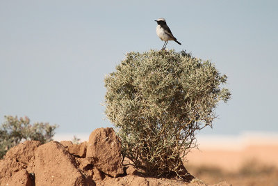 Red-rumped Wheatear