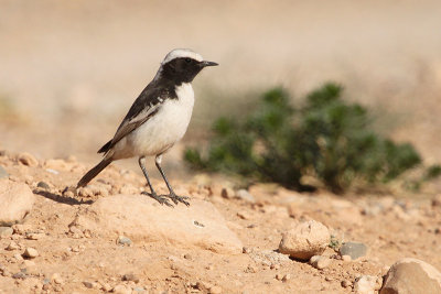 Red-rumped Wheatear