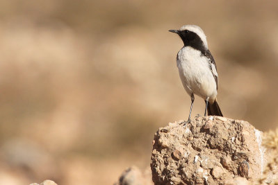 Red-rumped Wheatear