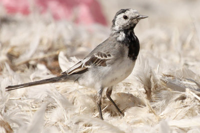 White Wagtail