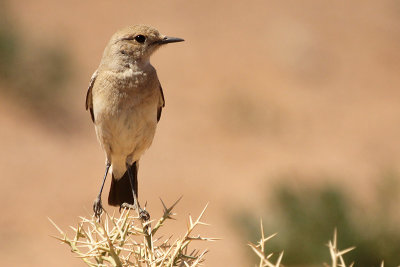 Desert Wheatear