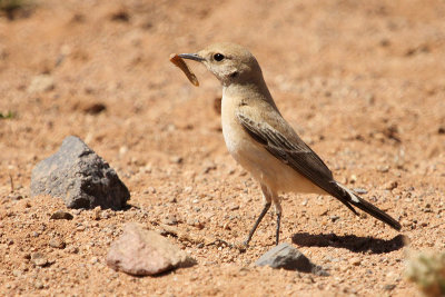 Desert Wheatear