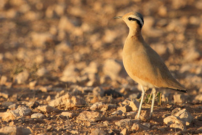 Cream-colored Courser