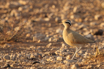 Cream-colored Courser