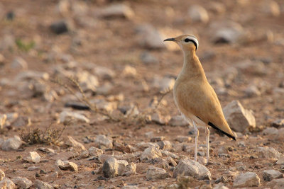 Cream-colored Courser