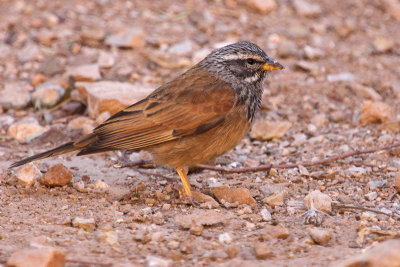 House Bunting