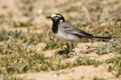 Moroccan Wagtail