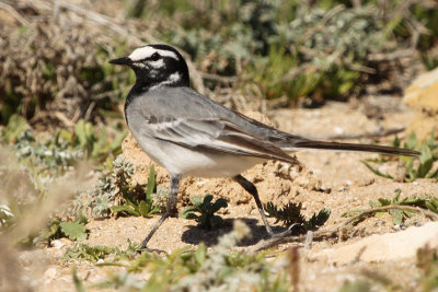 Moroccan Wagtail