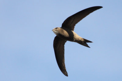 Pallid Swift