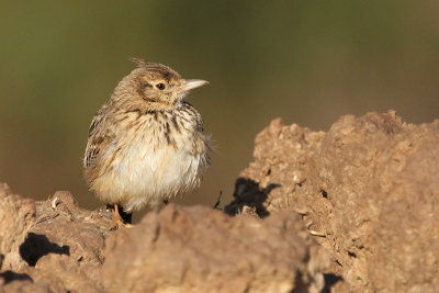 Crested Lark